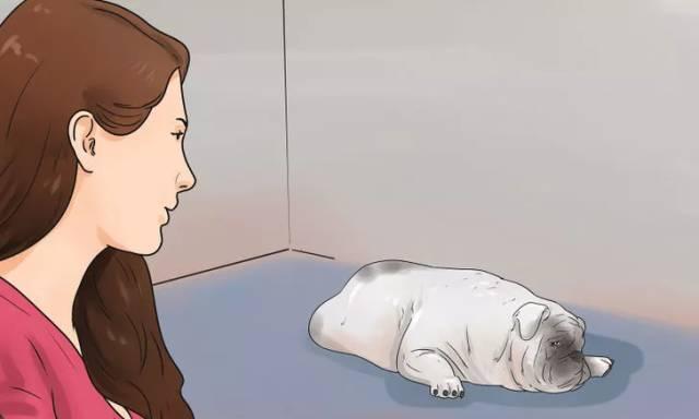 宠物为何价格高昂？揭秘背后的原因与价值