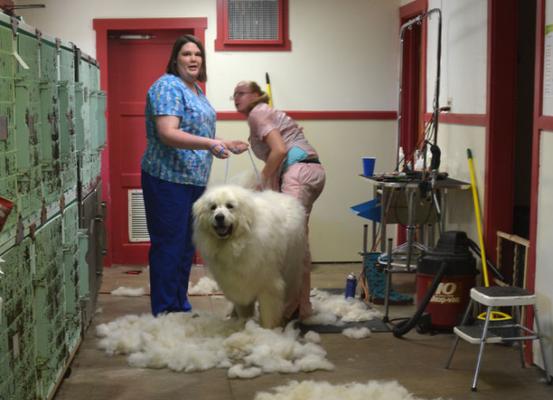 宠物为何价格高昂？揭秘背后的原因与价值