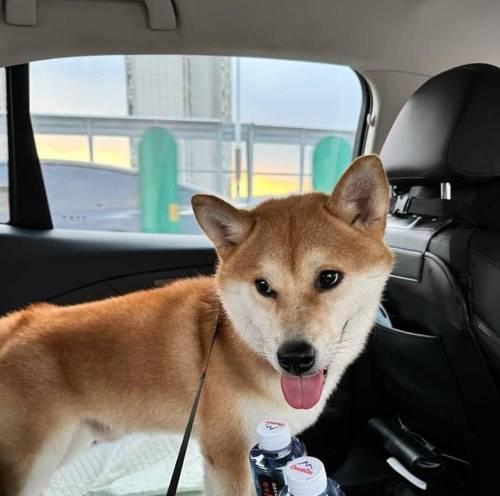 宠物为何价格高昂？揭秘背后的原因与价值