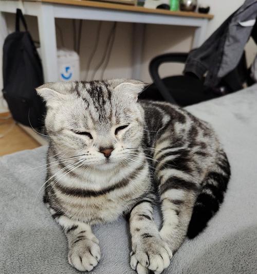 霸气十足！公猫起名指南：展现王者风范的专属名字