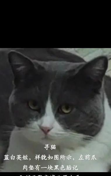 霸气十足！公猫起名指南：展现王者风范的专属名字