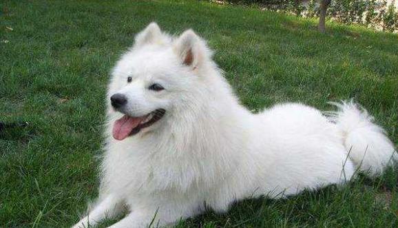 萨摩耶犬种标准如何影响犬舍培育品质