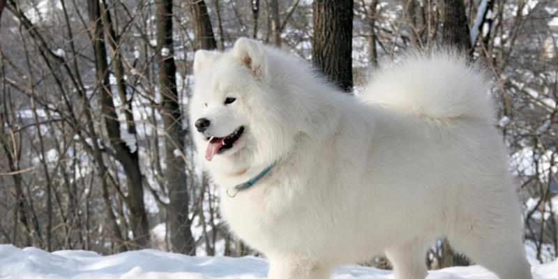 萨摩耶犬种标准如何影响犬舍培育品质