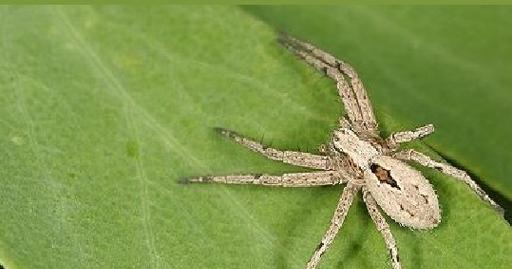 狼蛛饮食指南：科学喂养打造健康生活