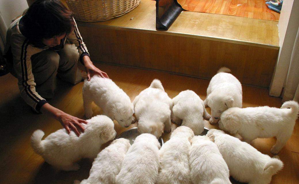 小狗持续呕吐透明液体的可能原因与解决办法