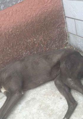 小狗持续呕吐透明液体的可能原因与解决办法