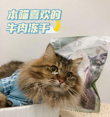 猫咪饮食营养补充：牛肉对健康有多重要