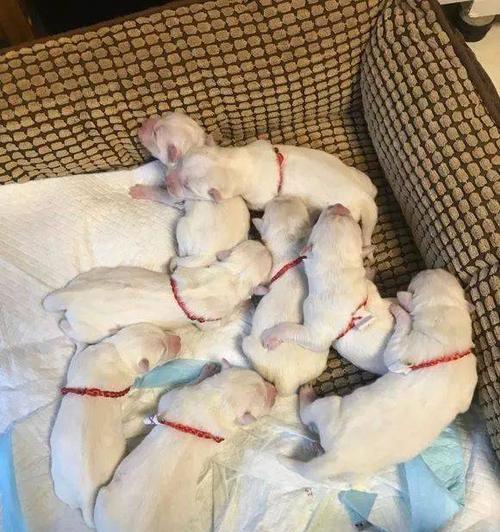 狗狗频繁在窝内排尿的可能原因与应对方法