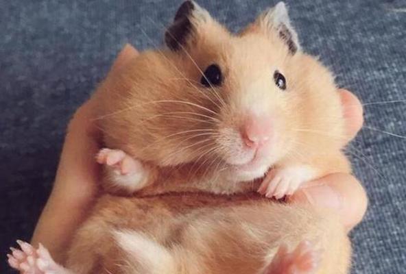 仓鼠生病如何正确用药？关键治疗指南