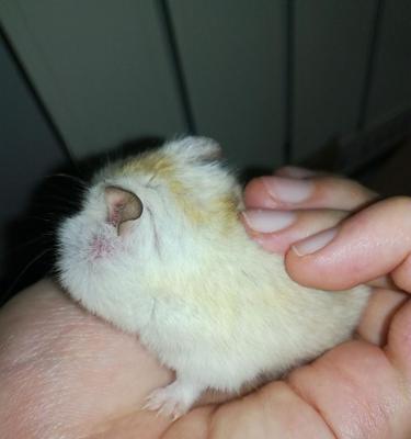 仓鼠生病如何正确用药？关键治疗指南