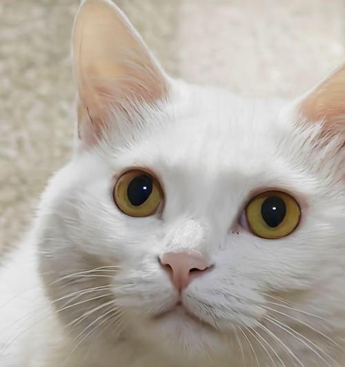 猫咪眼睛发亮的科学原理揭秘