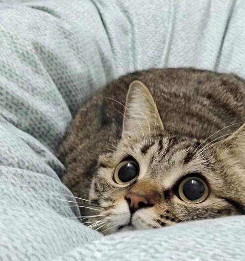 猫咪眼睛发亮的科学原理揭秘