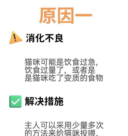 猫一天吐一次的真相揭秘