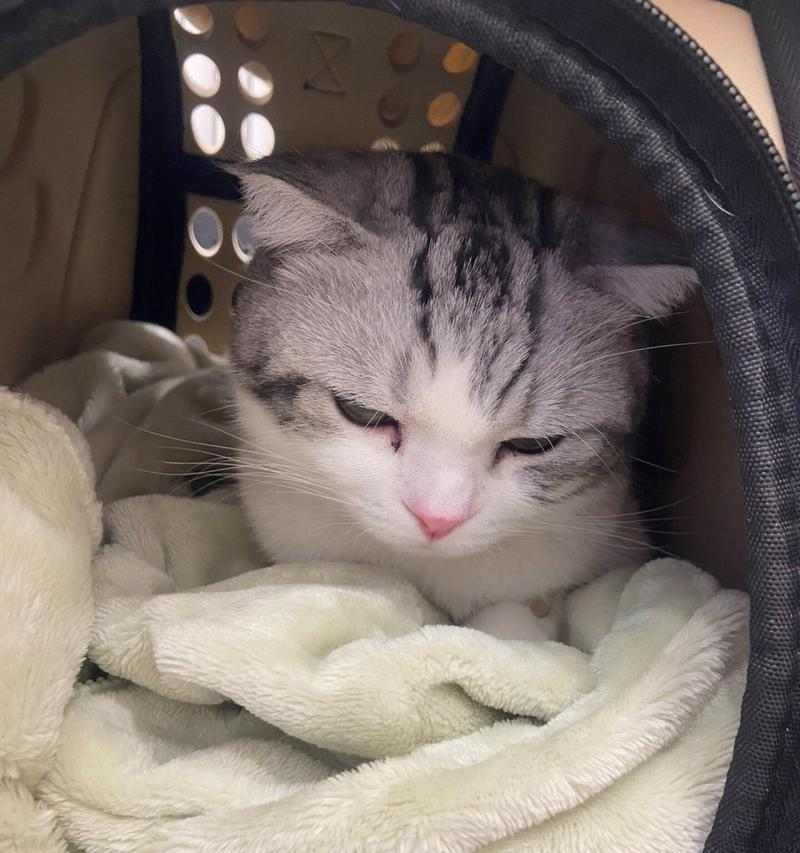 猫一天吐一次的真相揭秘