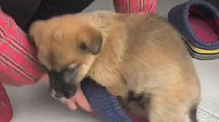 狗狗啃咬自己的原因及科学解决方法