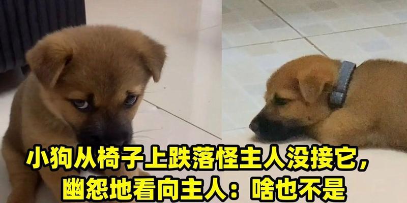 探究小狗不理主人的原因及解决方法