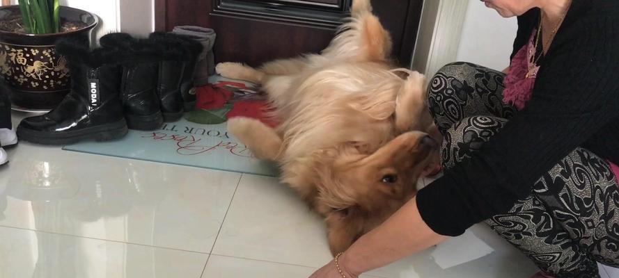 探究小狗不理主人的原因及解决方法