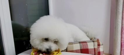 探究小狗不理主人的原因及解决方法