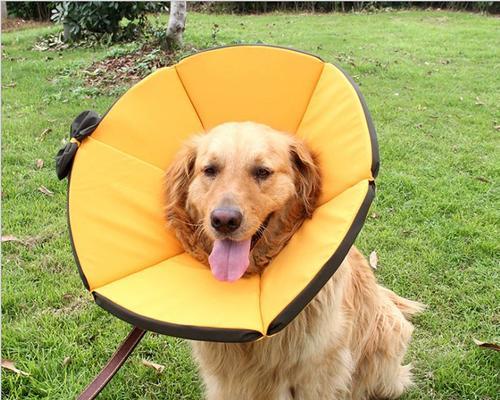 如何挑选狗狗舒适项圈 提升宠物生活体验