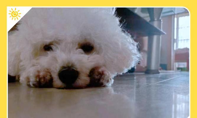 比熊零食如何选？满足口味与健康的最佳指南