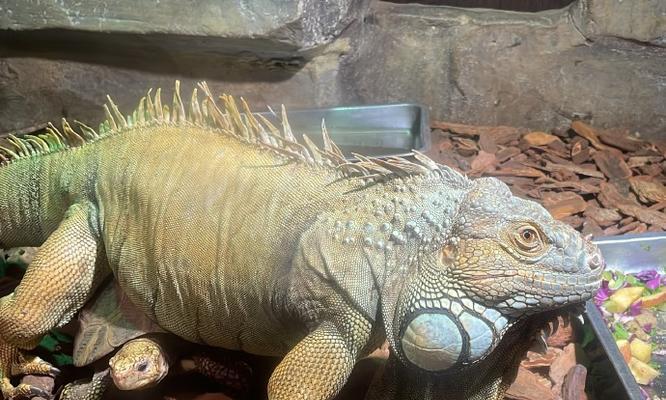 高冠变色的饮食偏好与健康价值解析