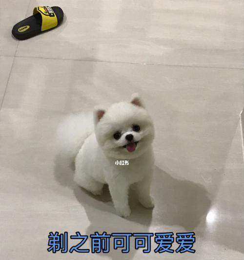 狗剪毛注意事项大全，安全舒适护理指南