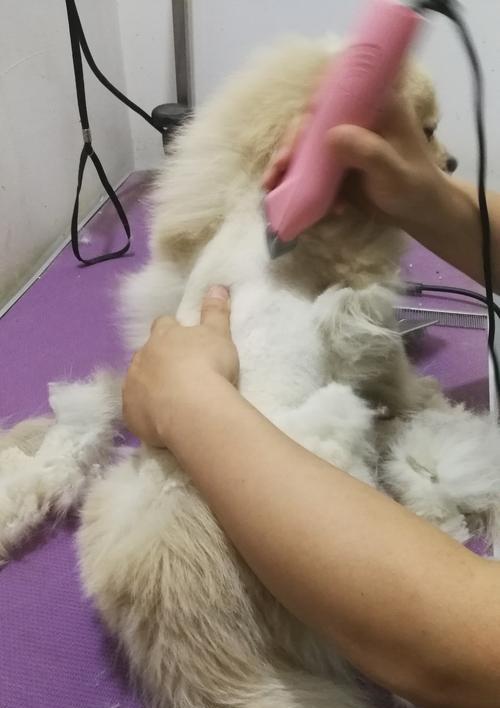 狗剪毛注意事项大全，安全舒适护理指南