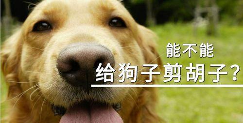 狗剪毛注意事项大全，安全舒适护理指南