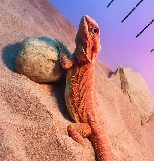 绿鬣蜥蜴的饮食结构与饲养要点解析