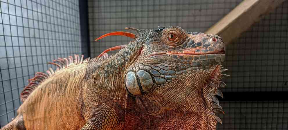 绿鬣蜥蜴的饮食结构与饲养要点解析