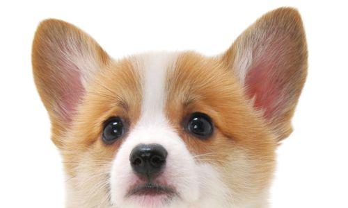 狗狗看什么颜色？揭秘它们的视觉奥秘