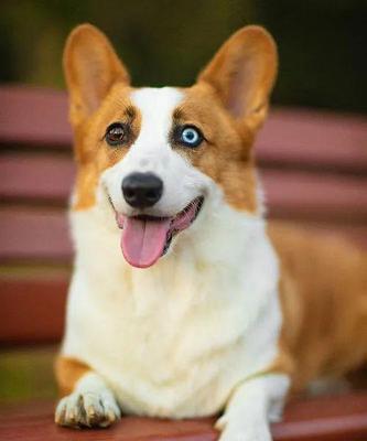 狗狗看什么颜色？揭秘它们的视觉奥秘