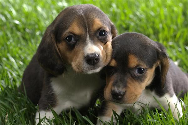 狗狗钩虫病的治疗与预防方法