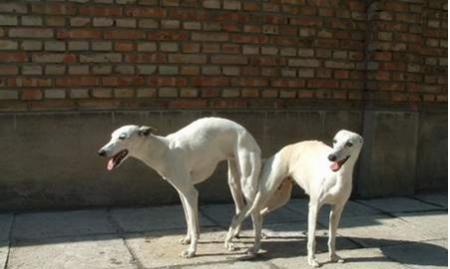 公狗配种的最佳时机及注意事项（了解公狗的配种周期与适宜年龄，提供最佳的繁殖效果）