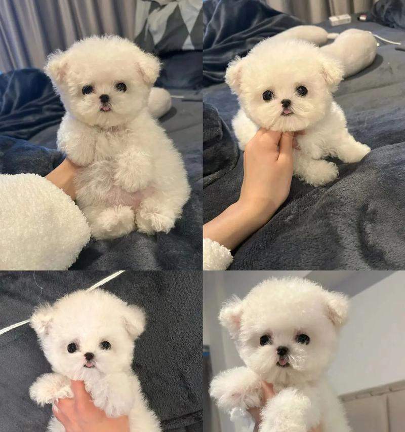 两个月大比熊疫苗接种指南（保护你的宠物免受疾病侵害，关注比熊的健康需求）