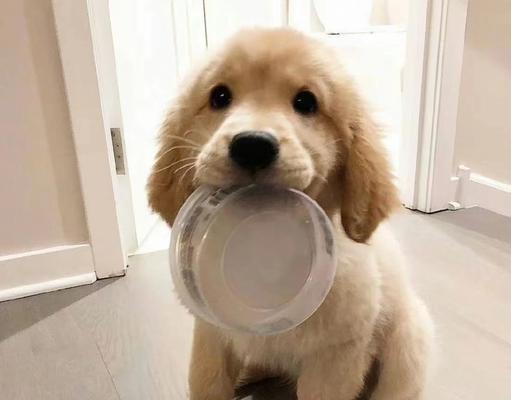 狗狗上火常见原因及饮食预防方法