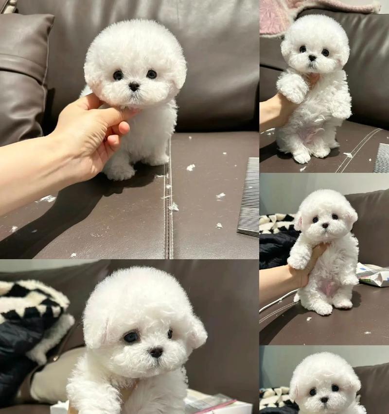 两个月大比熊疫苗接种指南（保护你的宠物免受疾病侵害，关注比熊的健康需求）