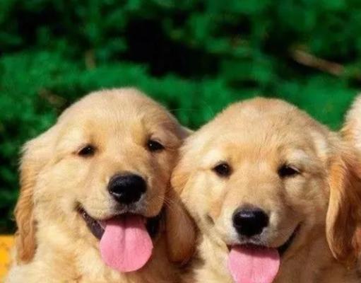 近亲繁殖是否适合作为宠物的繁育方式（探讨近亲繁殖对宠物健康和遗传的影响）