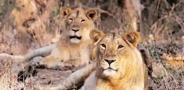 近亲繁殖对宠物健康和遗传的影响分析