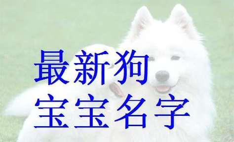 如何为你的狗选一个好名字？灵感来源全解析