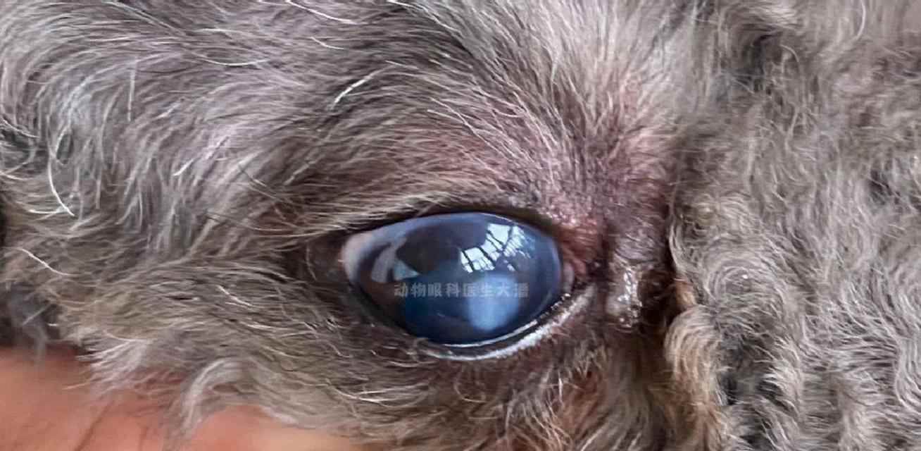 狗狗得了结膜炎，你需要了解的一切（狗狗结膜炎的症状、治疗和预防方法）
