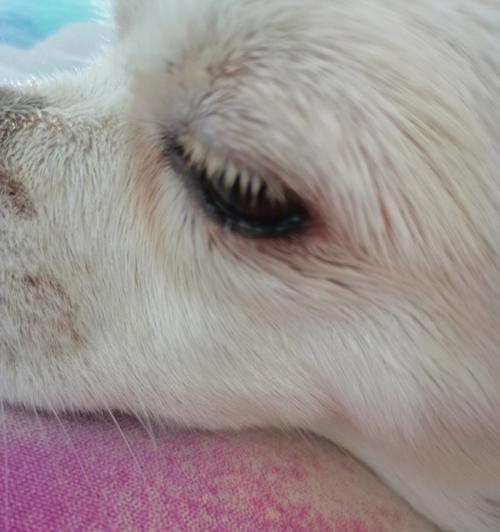 狗狗结膜炎全解析：症状、治疗与预防方法