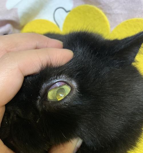 猫眼里的神秘黑黑之谜（解析猫眼中的黑色物质和其意义）