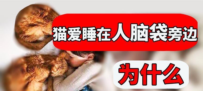 为什么养猫要养10年？（探索长期养猫的好处及责任）
