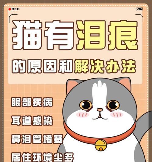 为什么养猫要养10年？（探索长期养猫的好处及责任）
