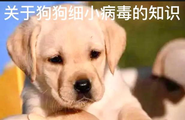 狗狗得了细小，如何选择适合的食物帮助恢复健康（为你的爱犬提供适合细小患者的营养餐）