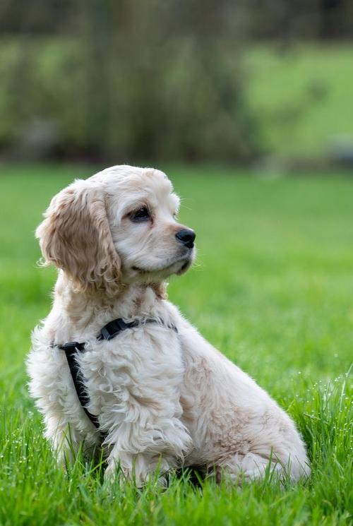 狗狗健康成长的关键（揭秘狗狗健康饮食的奥秘，让你的宠物长得壮壮的）