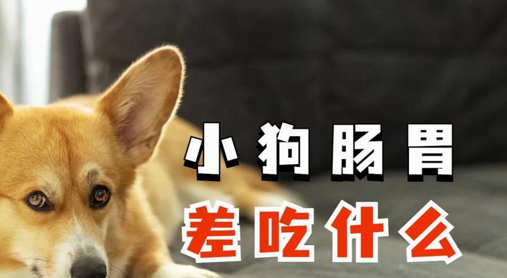 狗狗健康成长的饮食秘诀，科学喂养让宠物更健康