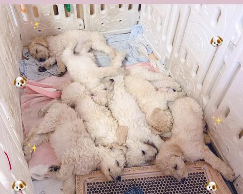 狗狗刚出生吃什么奶粉？（了解狗狗出生后的营养需求，选择合适的奶粉。）