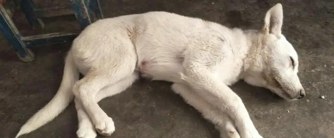 狗狗频繁抖身，用药方法介绍（解决狗狗抖身问题的有效药物）